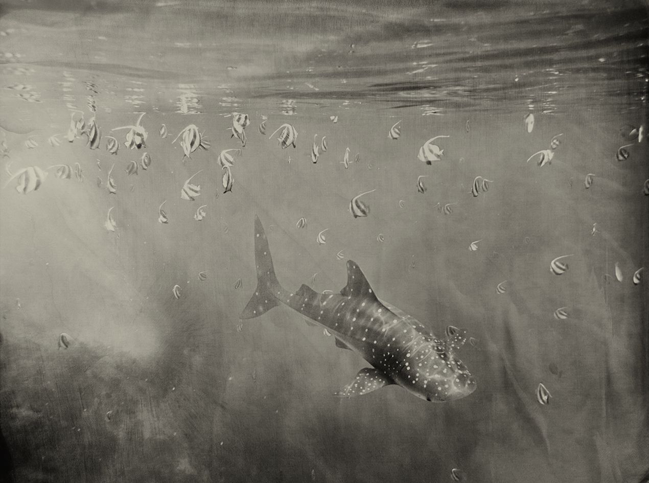 Whaleshark Filitheyo Maldives